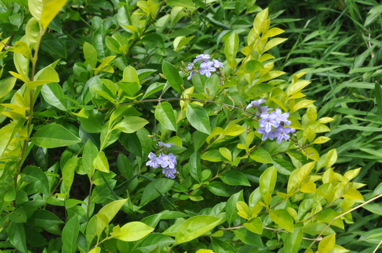 Image of Duranta erecta specimen.