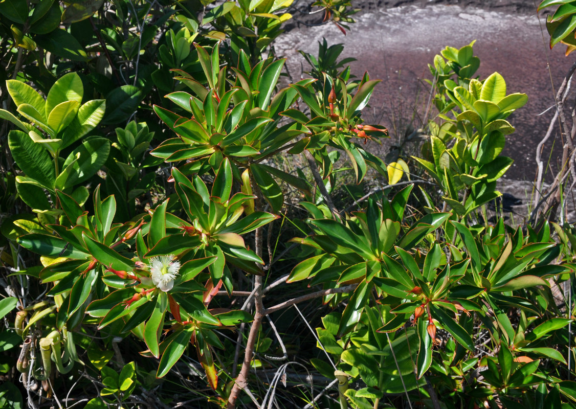 Image of Ploiarium alternifolium specimen.