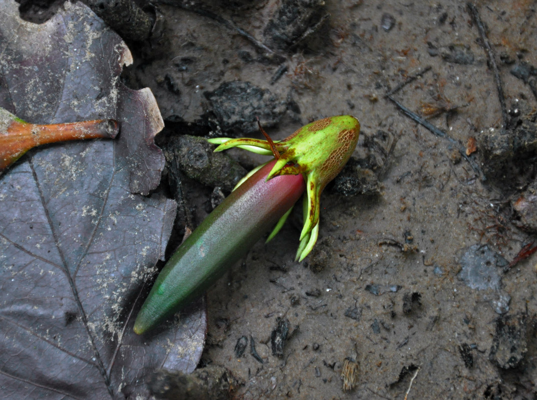 Image of Bruguiera gymnorhiza specimen.