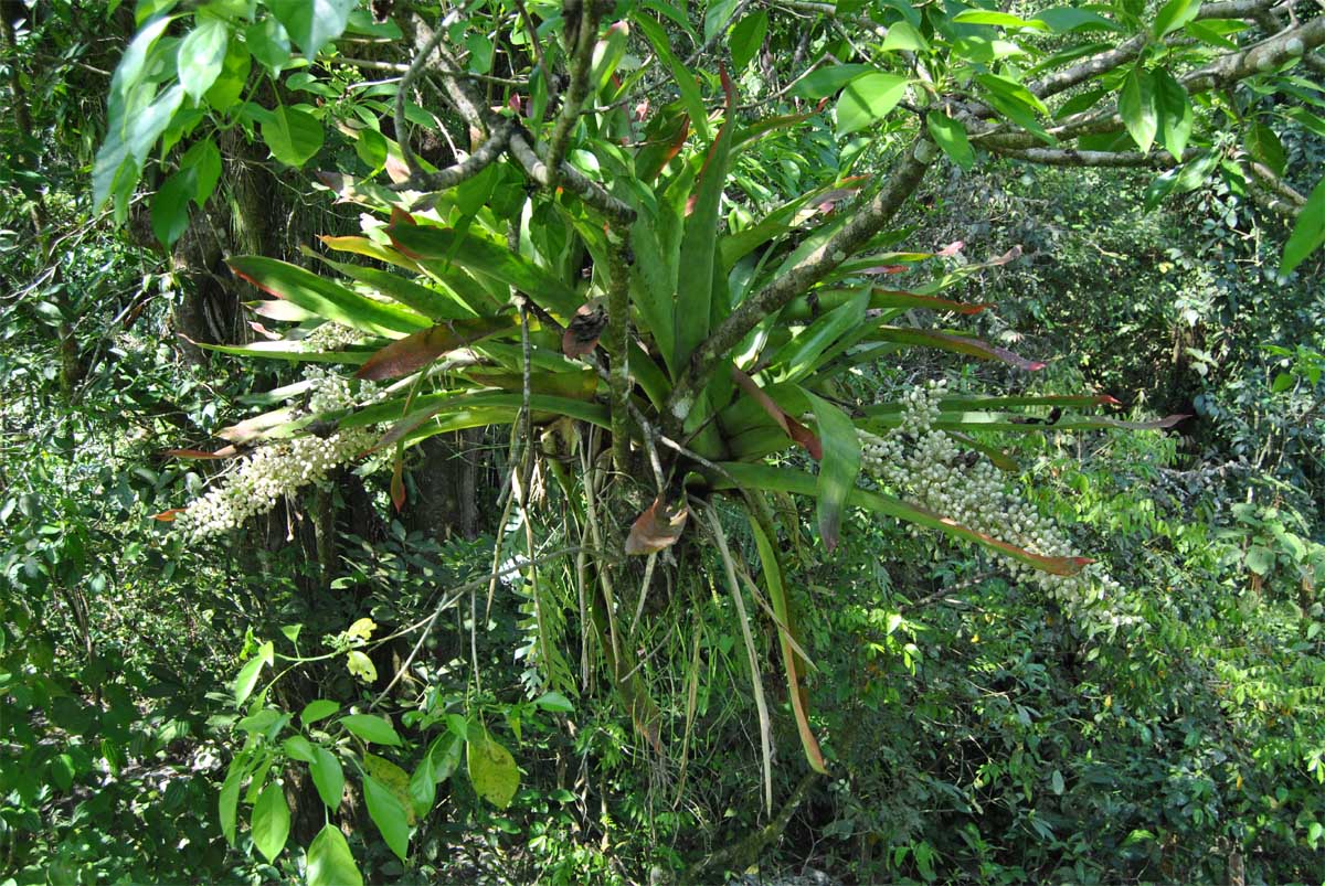 Image of Aechmea mexicana specimen.