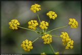 Bupleurum falcatum