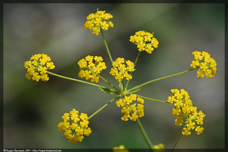 Изображение особи Bupleurum falcatum.