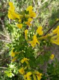 genus Chamaecytisus