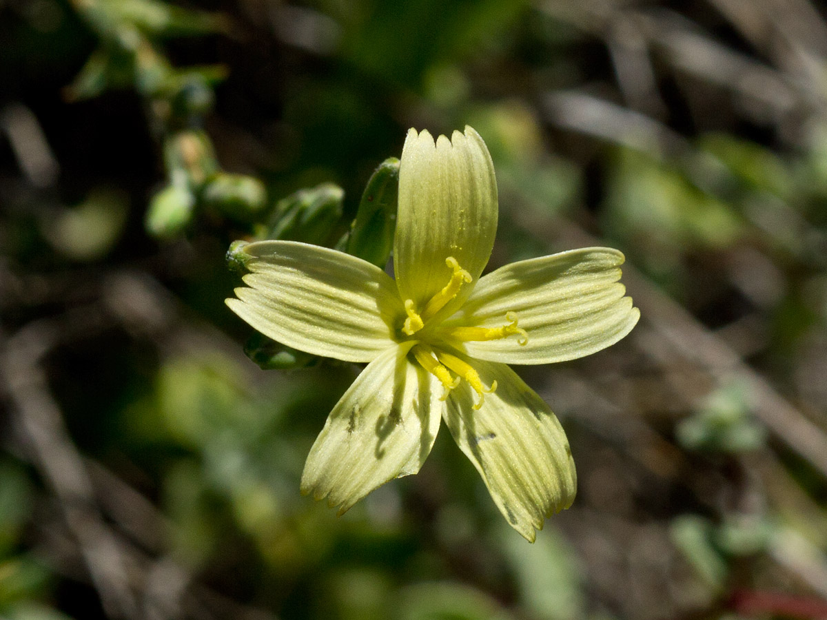 Image of Scariola alpestris specimen.