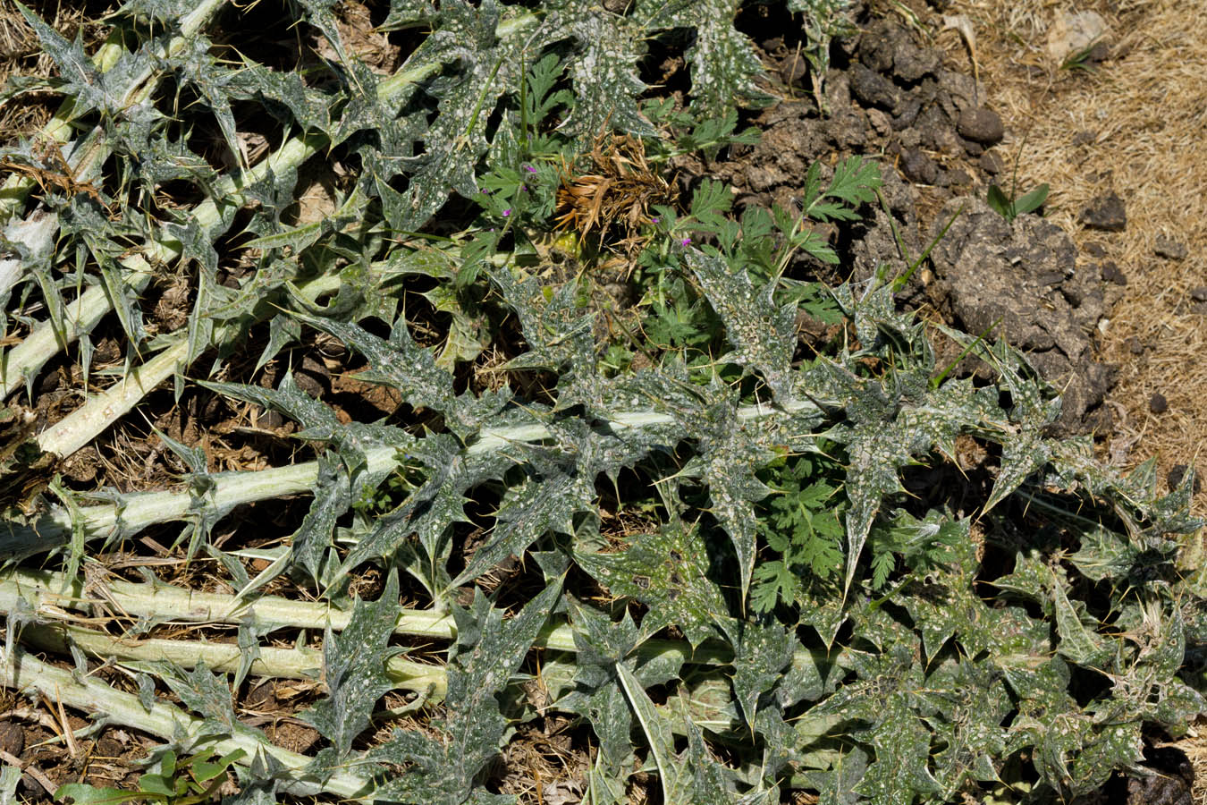 Изображение особи Onopordum bracteatum ssp. creticum.