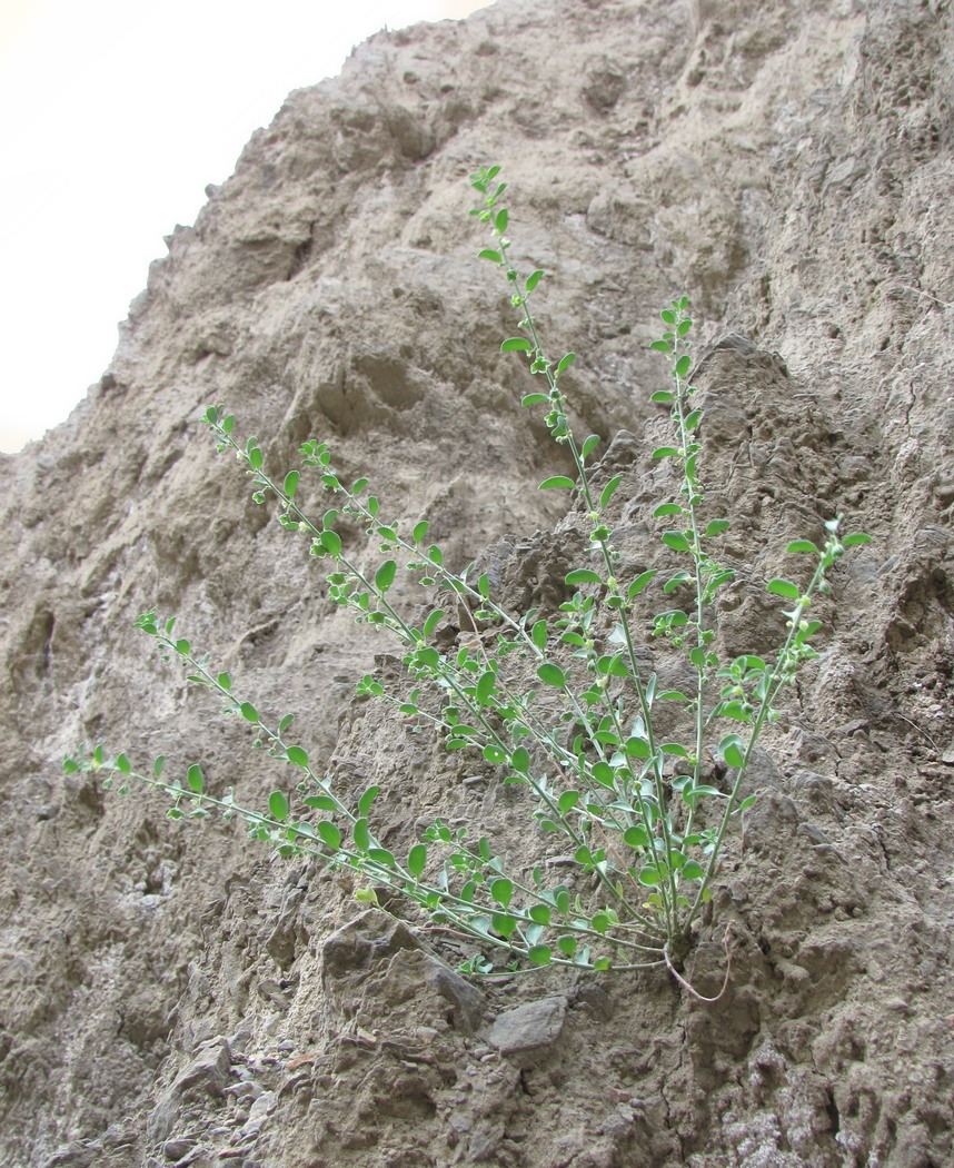 Image of Andrachne rotundifolia specimen.