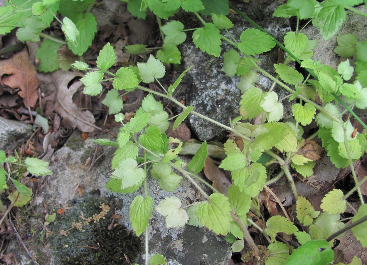 Image of Veronica crista-galli specimen.