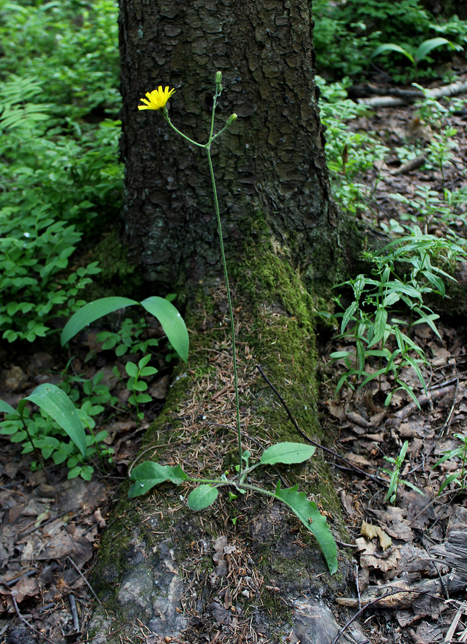 Изображение особи Hieracium sylvularum.