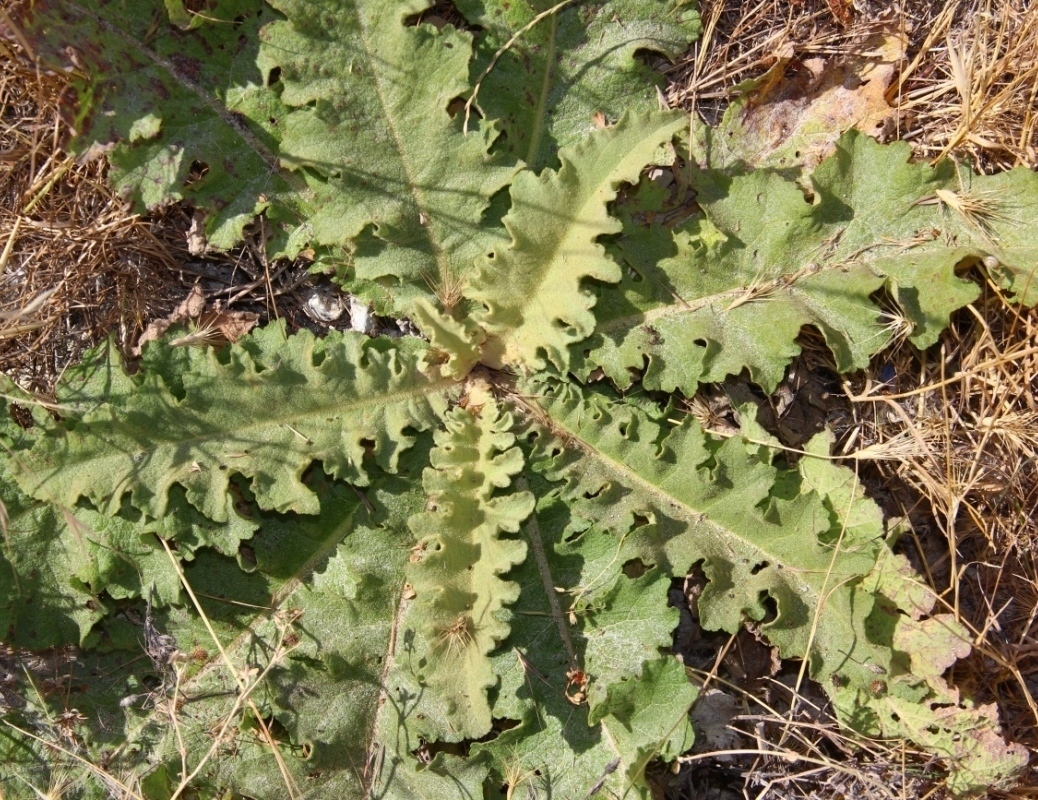 Изображение особи Verbascum sinuatum.