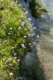 Primula farinosa. Цветущие растения на подмываемой луговой дернине на берегу реки. Ленинградская обл., Гатчинский р-н, окр. пос. Пудость, берег р. Ижора. 26.05.2018.