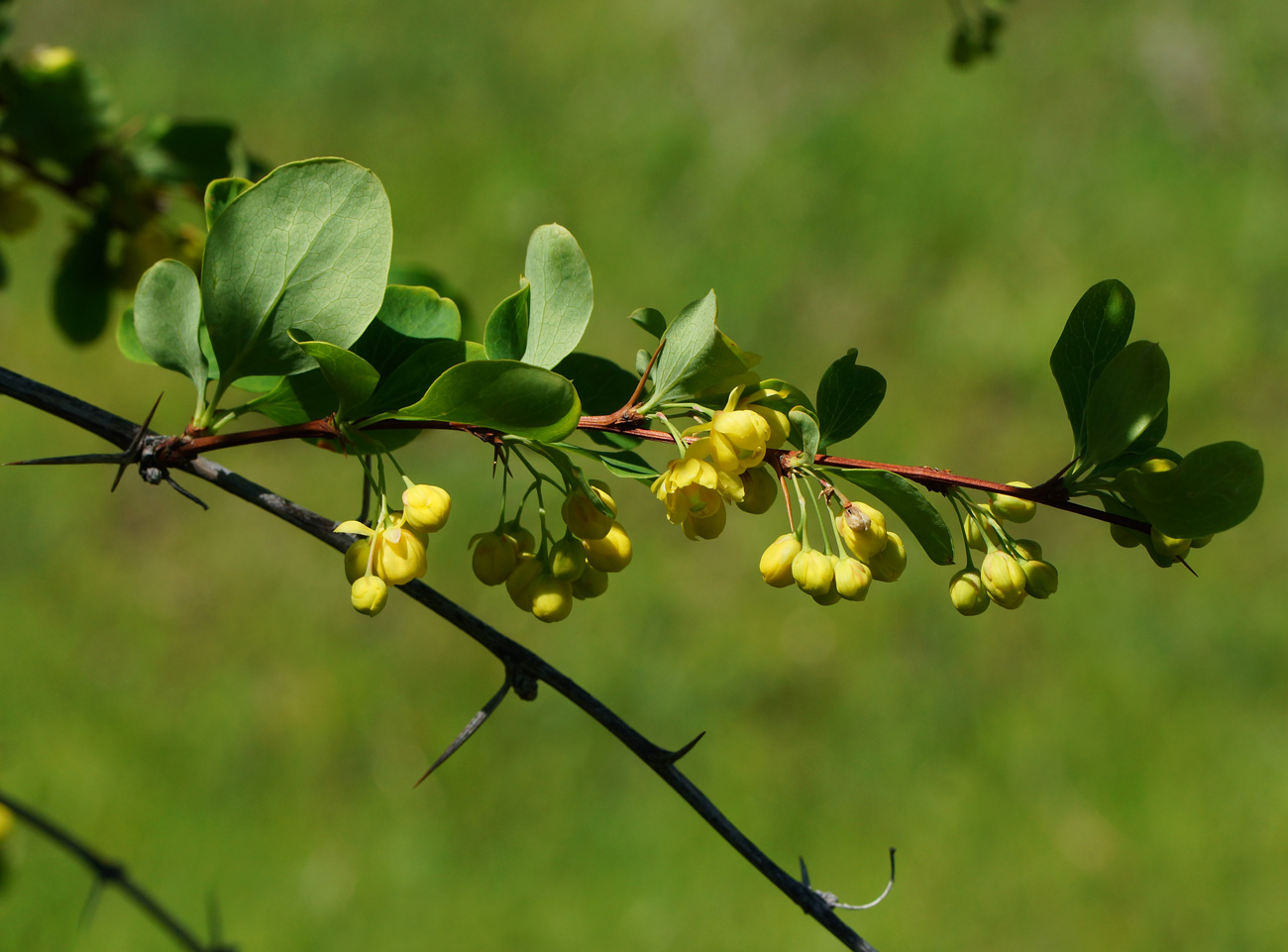 Image of Berberis sphaerocarpa specimen.