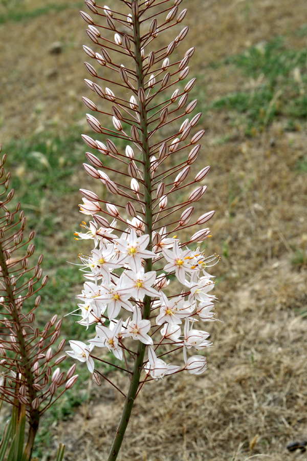 Изображение особи Eremurus olgae.