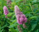 Spiraea &times; billardii