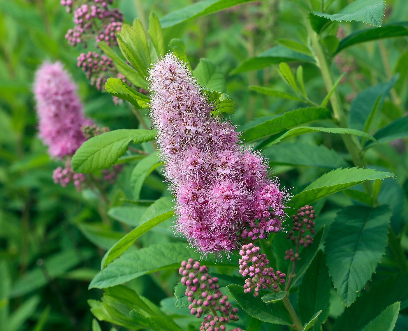 Image of Spiraea &times; billardii specimen.