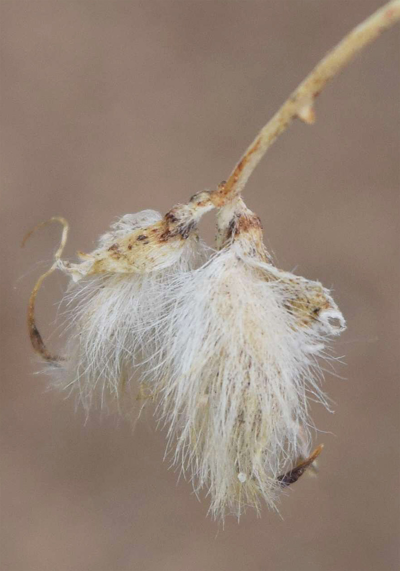 Изображение особи Astragalus chodshenticus.