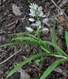 Cephalanthera longifolia. Цветущее растение. Грузия, Боржоми-Харагаульский национальный парк, выс. ок. 1030 м н.у.м, хвойный лес состоящий в основном из ели восточной. 25.05.2018.