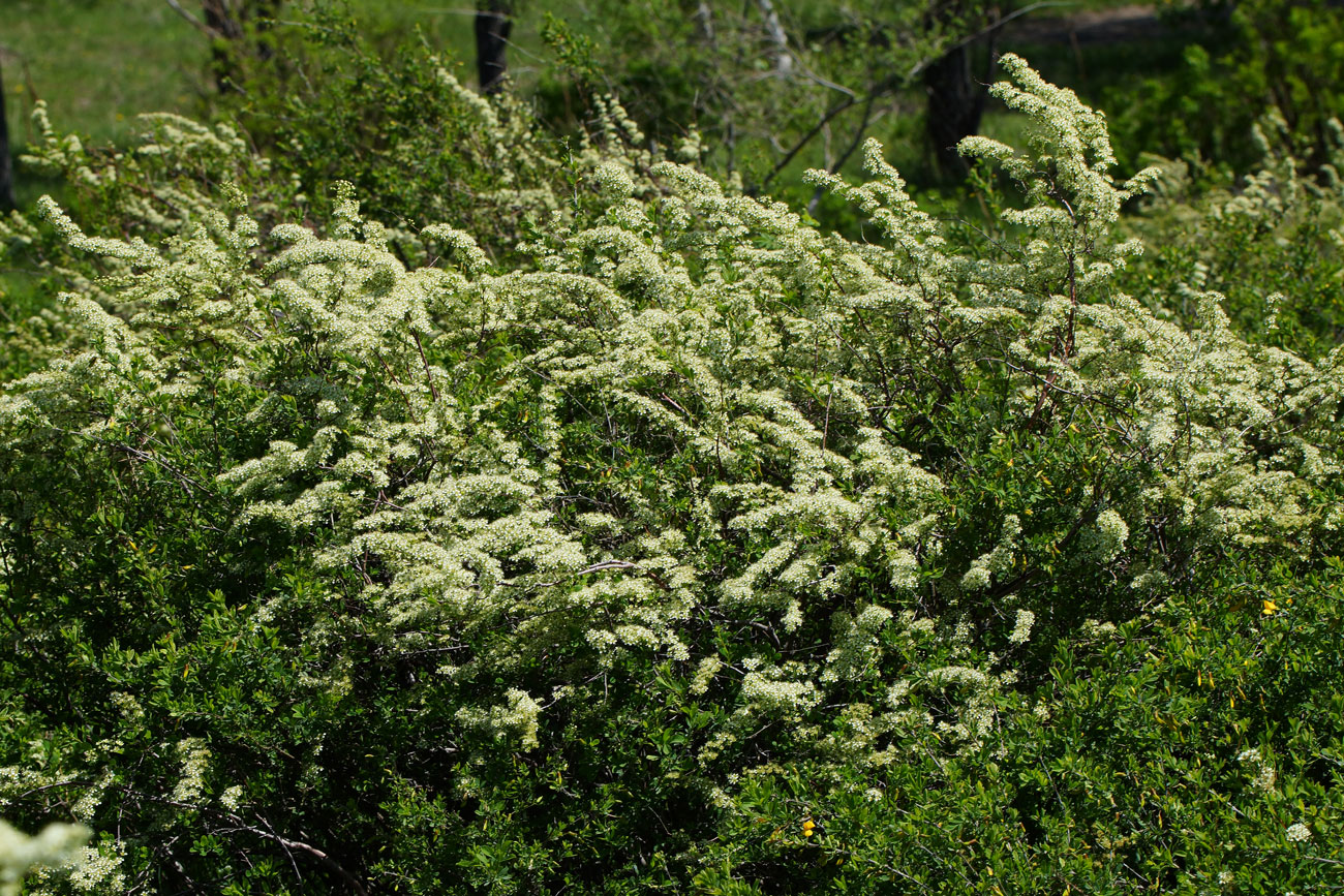 Изображение особи Spiraea hypericifolia.