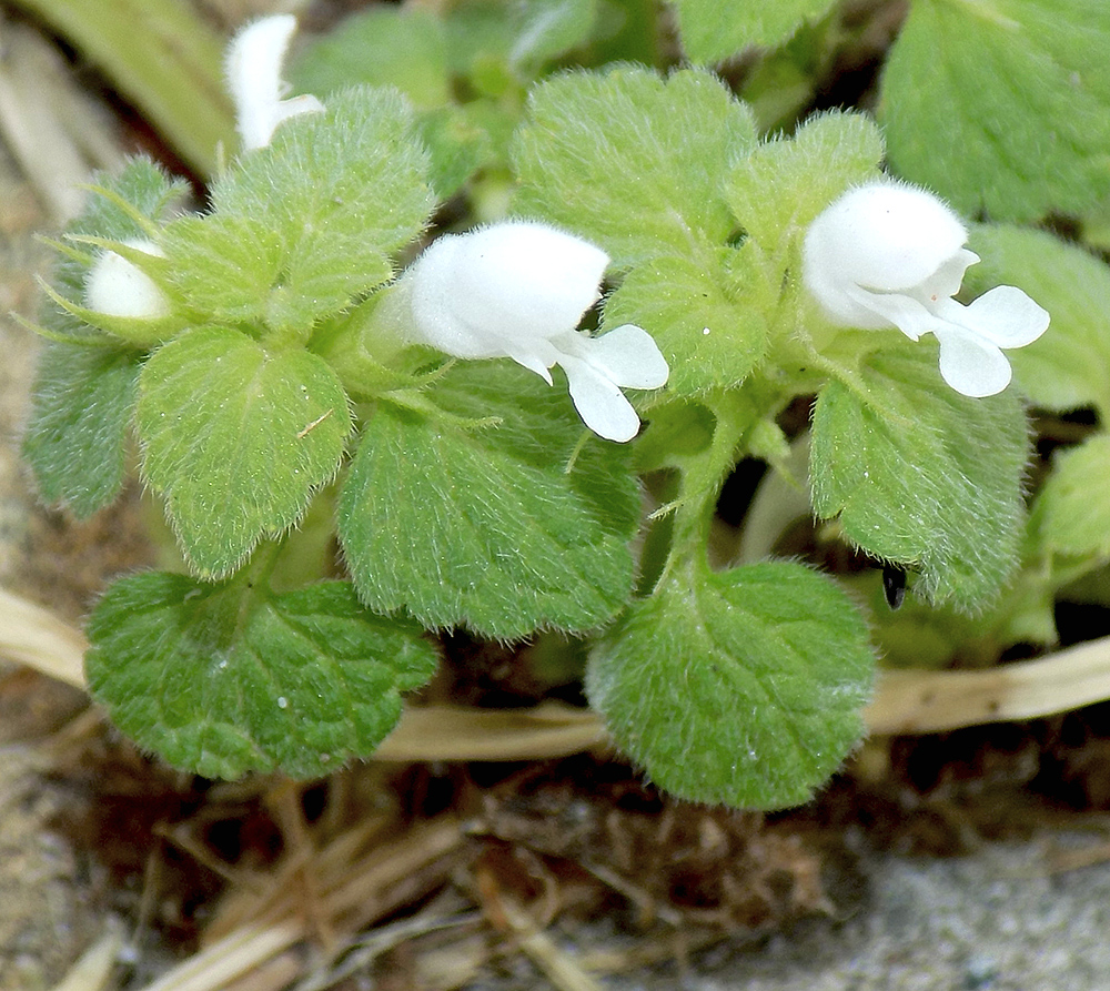 Image of Lamium purpureum specimen.