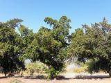 Ficus obliqua. Плодоносящие деревья. Израиль, восточный берег оз. Кинерет, оборудованный пляж, в культуре. 24.08.2018.
