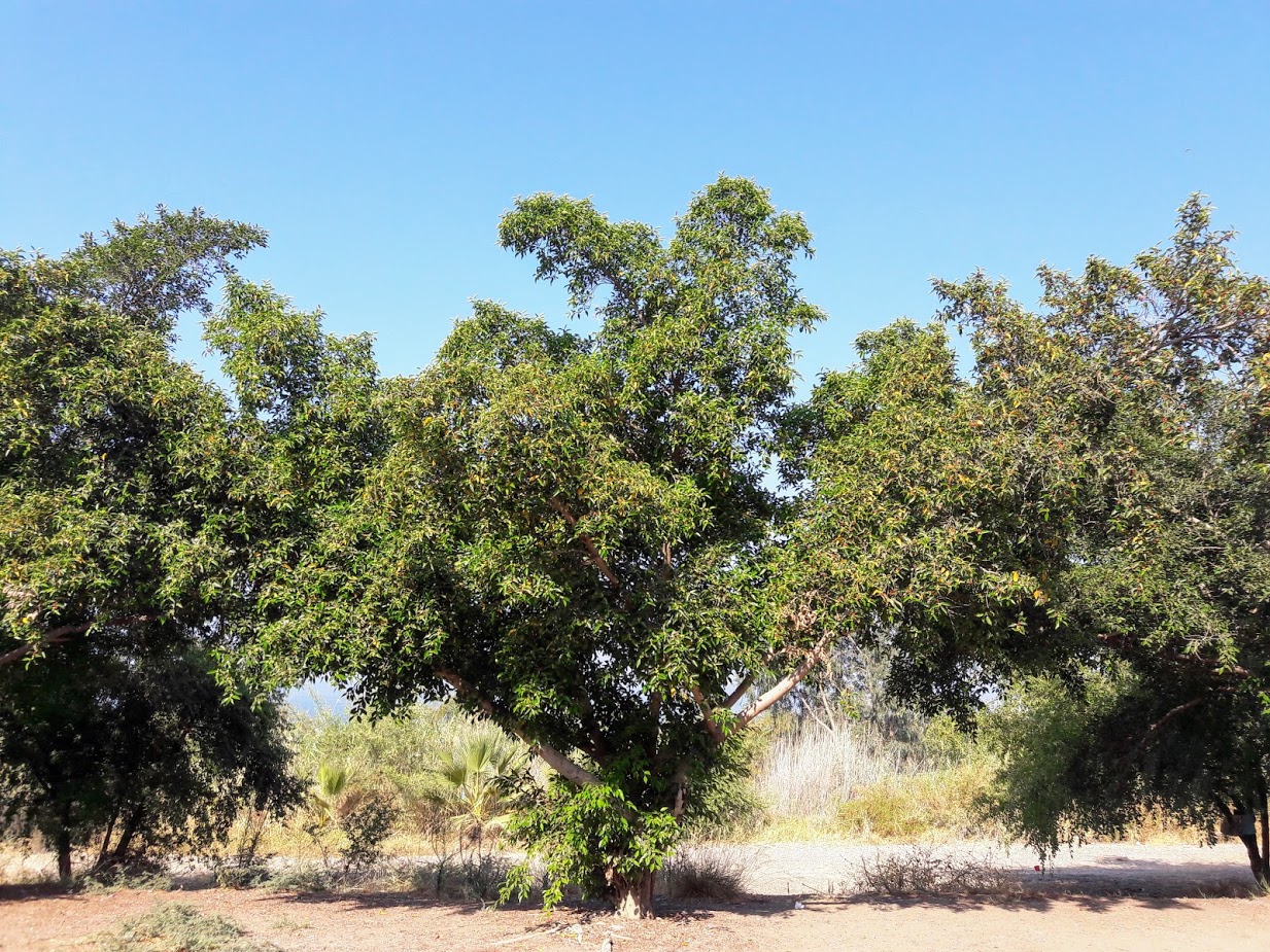 Image of Ficus obliqua specimen.