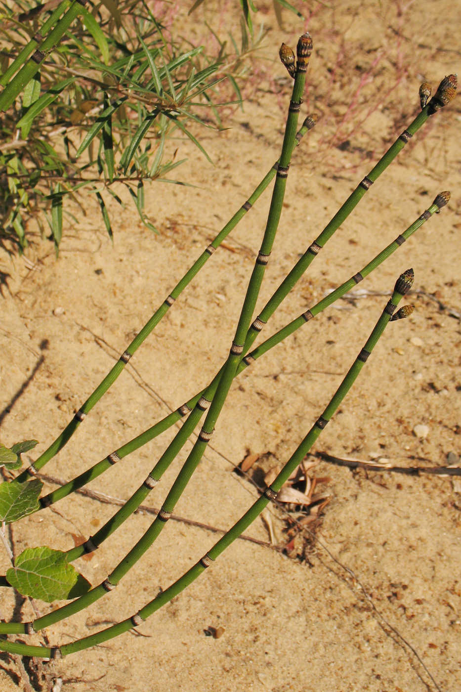 Изображение особи Equisetum hyemale.