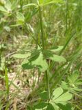 Dorycnium graecum. Побеги в средней части растения. Южный Берег Крыма, Ялта, ущелье Уч-Кош. 06.06.2010.