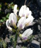 Astragalus tugarinovii