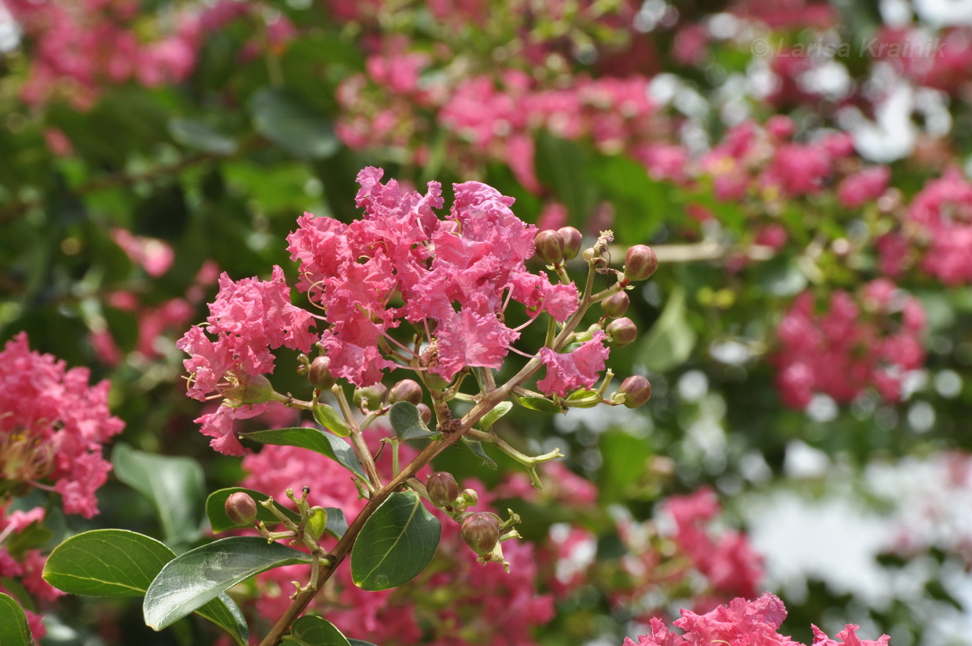 Image of Lagerstroemia indica specimen.