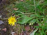 Hieracium alpinum. Цветущее растение. Мурманская обл., Хибины, долина р. Рисйок, берёзовое криволесье. 05.08.2018.