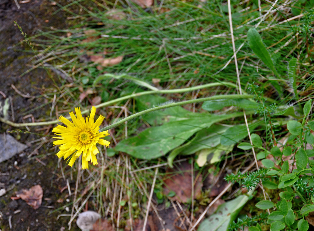 Изображение особи Hieracium alpinum.