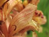 Orobanche alba. Цветок (вид сбоку). Украина, Ивано-Франковская обл., Галичский р-н, окр. с. Бовшев, Касова гора, луговой склон. 24 июня 2010 г.