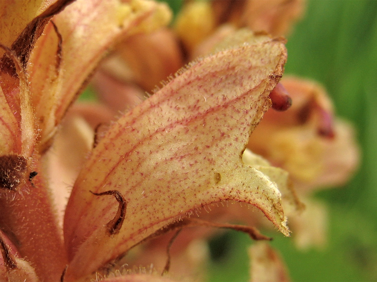 Изображение особи Orobanche alba.