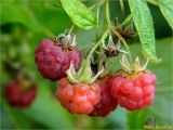 Rubus idaeus. Плоды. Украина, Ивано-Франковская обл., Болеховский горсовет, Поляницкий сельсовет, Поляницкий региональный ландшафтный парк, урочище \"Скалы\", старая вырубка. 07.07.2018.