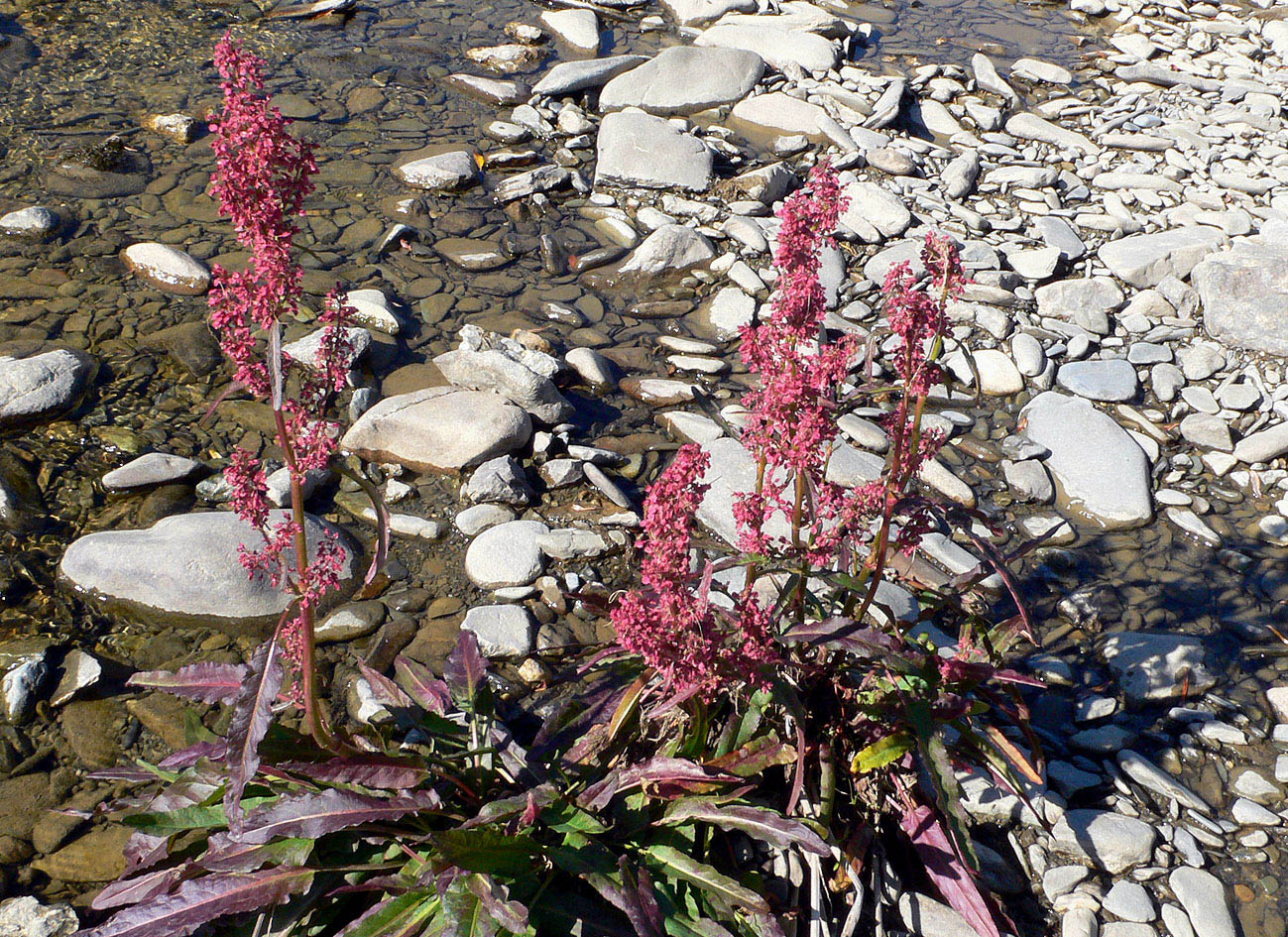 Изображение особи Rumex arcticus.