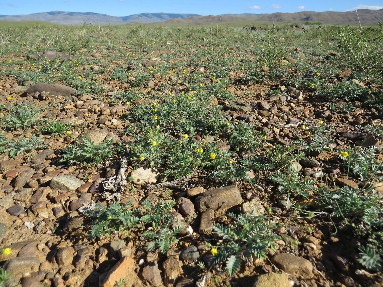 Изображение особи Potentilla astragalifolia.