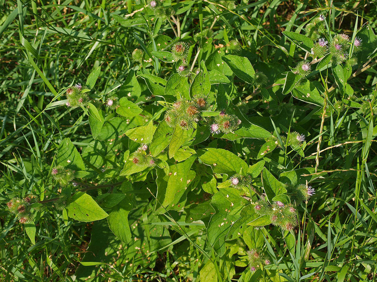 Image of Arctium minus specimen.