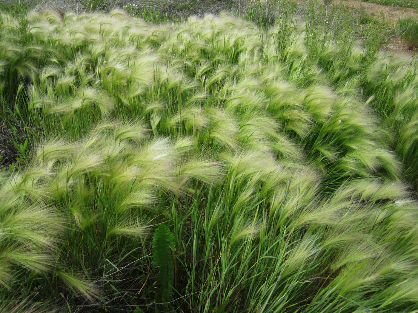 Image of Hordeum jubatum specimen.