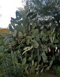 Opuntia ficus-indica. Плодоносящее растение. Турция, национальный парк Олимпос-Бейдаглары, бухта Чиралы, у дороги. 02.01.2019.