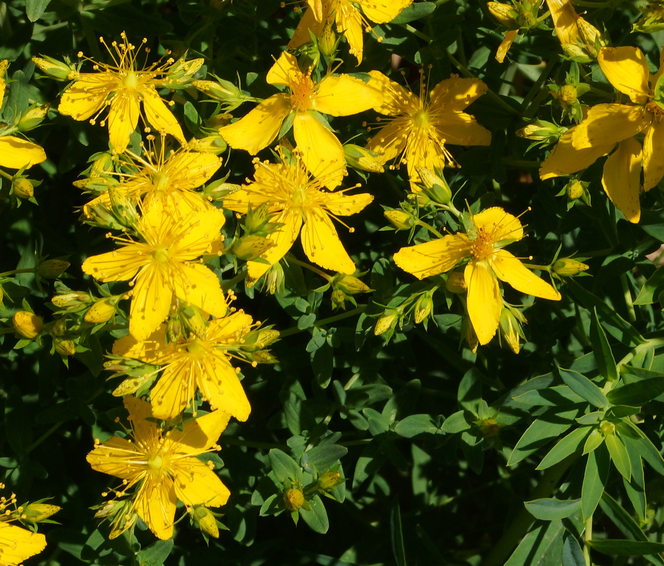 Image of Hypericum perforatum specimen.