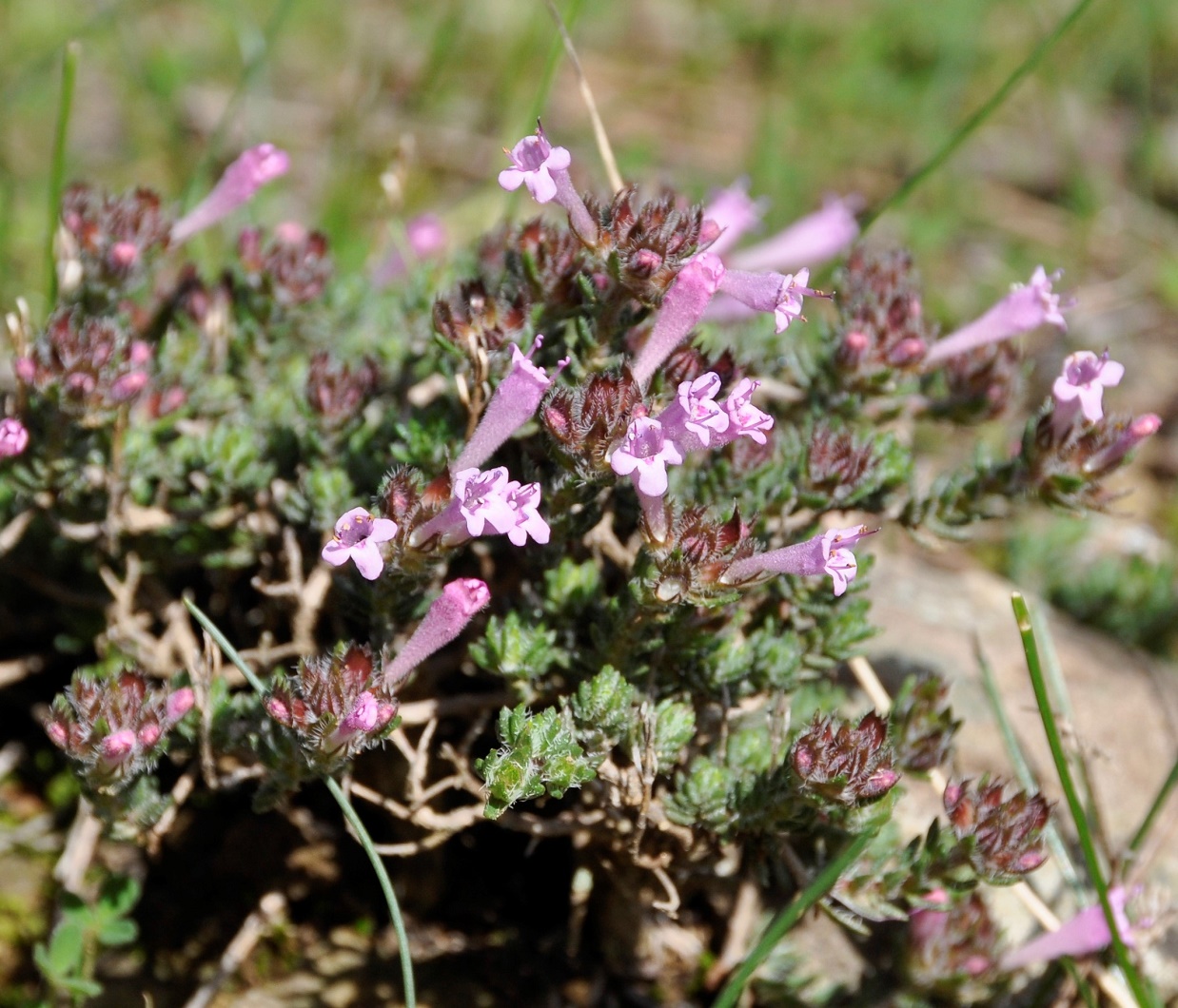 Изображение особи Thymus integer.