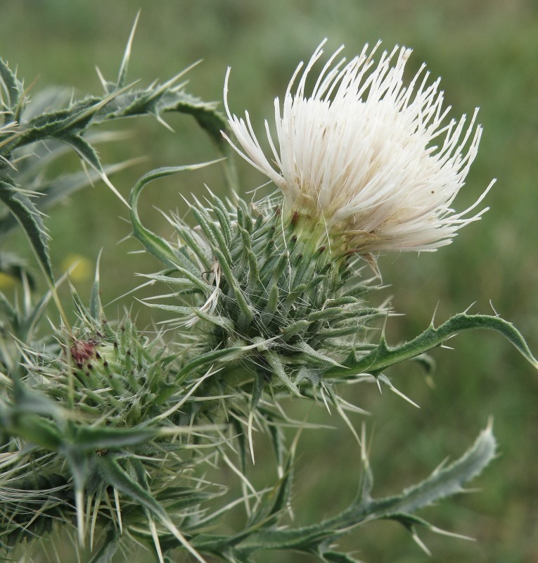 Изображение особи Carduus acanthoides.