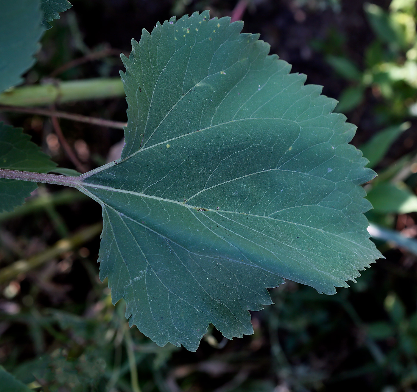 Image of Cyclachaena xanthiifolia specimen.