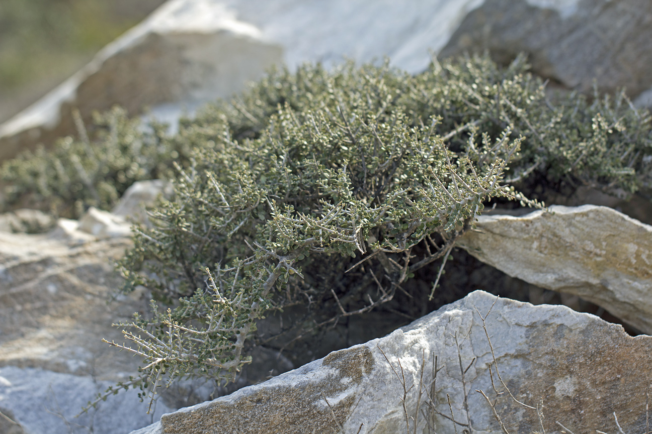 Image of Olea europaea var. sylvestris specimen.