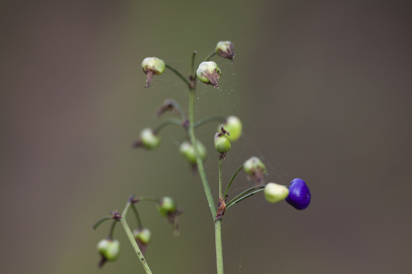 Изображение особи род Dianella.