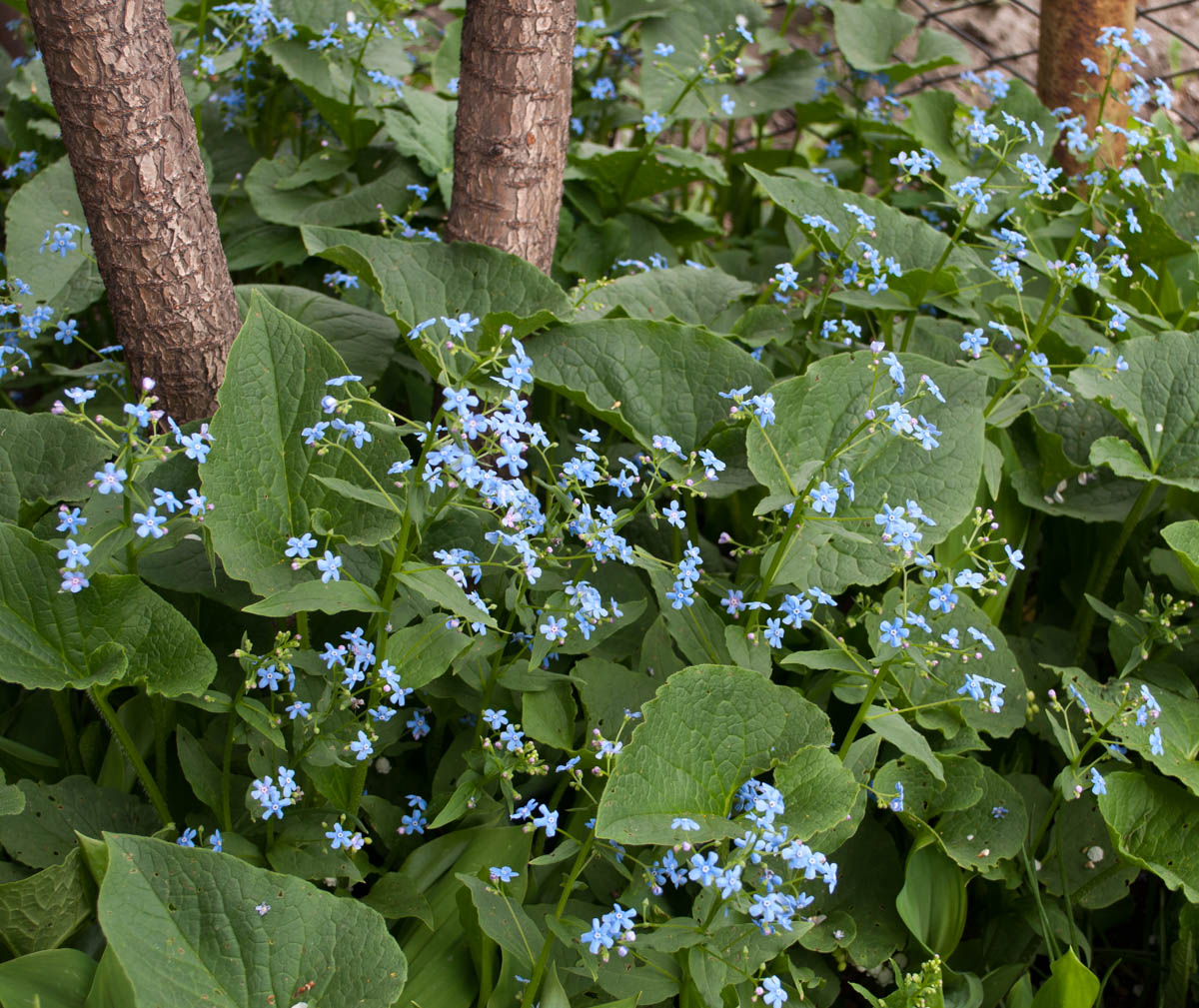 Изображение особи Brunnera sibirica.