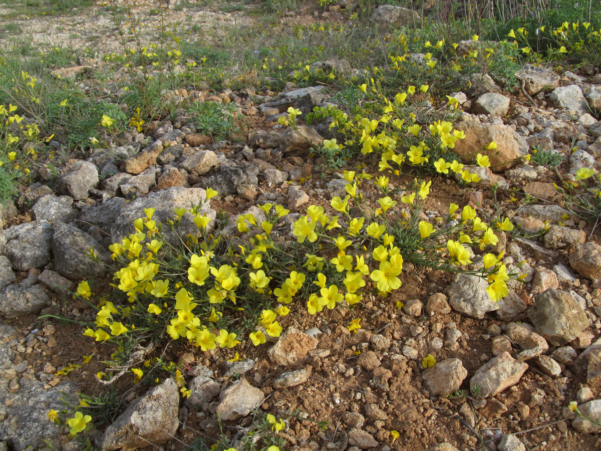 Изображение особи Linum tauricum.