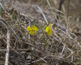 Viola uniflora