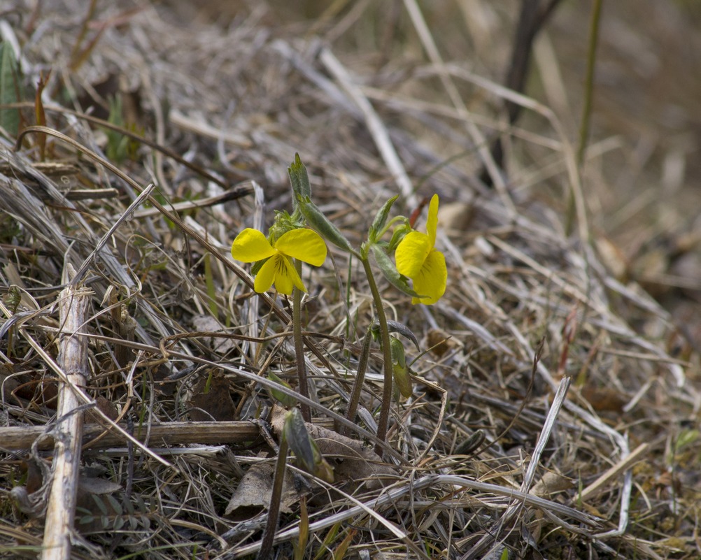 Image of Viola uniflora specimen.