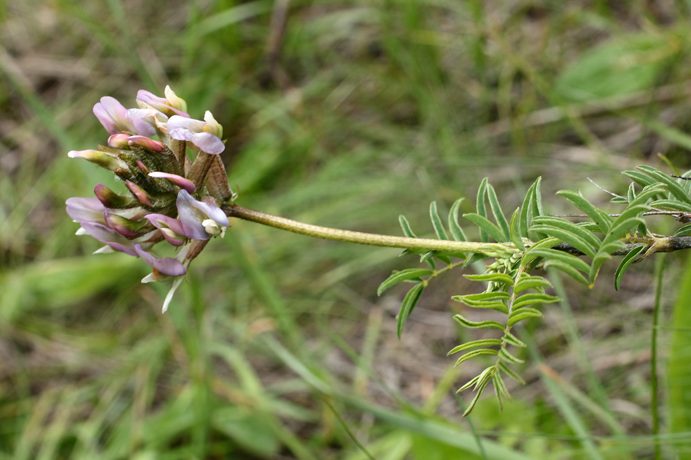 Image of Astragalus fedtschenkoanus specimen.