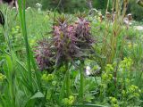 Pedicularis wilhelmsiana